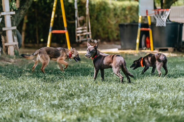 Rescued dogs during daily routine activities such as free walk and run, socialization and obedience...