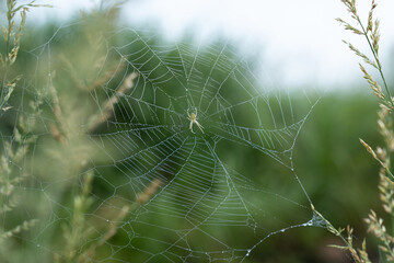 細かな水滴のついたドヨウオニグモの網