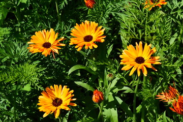 Radiant Calendula Flowers in Bloom


