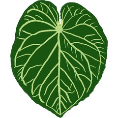 Hand drawing leaf plant illustrations unique 