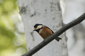 木の枝にとまるヤマガラ