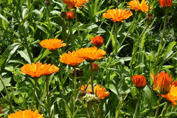 Radiant Calendula Flowers in Bloom

