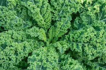 Fresh organic green kale background, selective focus, top view, copy space. Green texture. In natural setting vegetable kitchen garden