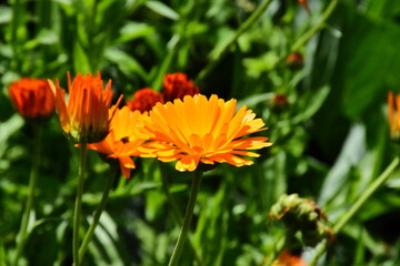 Radiant Calendula Flowers in Bloom

