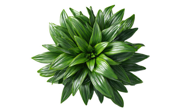 Overhead view of a vibrant, glossy green plant. Petals radiate from the center, sharp, intricate details