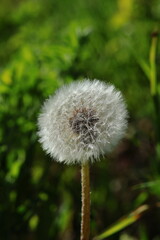 dandelion seed head on a green background