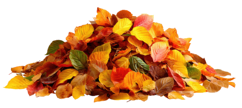 A close-up of a pile of colorful autumn leaves against a stark black background