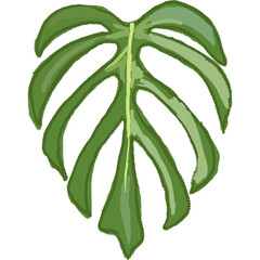 Hand drawing leaf plant illustrations unique 