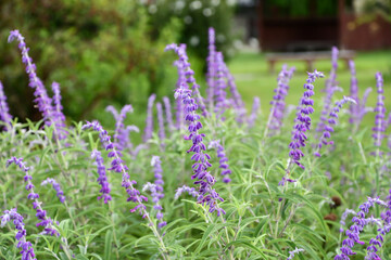 Fototapeta premium サルビア・レウカンタ Mexican bush sage