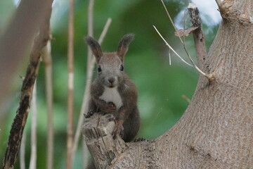 木の上で休むエゾリス
