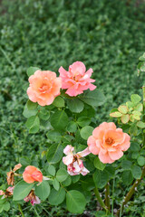 バラ「イージータイム」 Easy Does It Rose