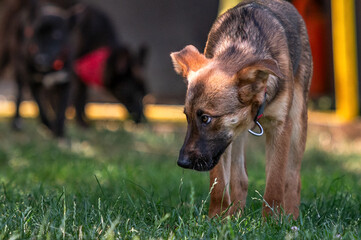 Rescued dogs during daily routine activities such as free walk and run, socialization and obedience...
