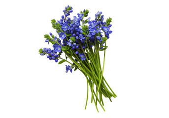 Obraz premium Bunch of delicate blue wildflowers isolated on transparent background