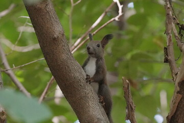 木の上で休むエゾリス