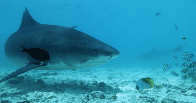 Close up underwater life with tiger shark swimming underwater on coral reef ocean of Maldives. Shark diving tourism. Divers feed school of sharks. Marine wild dangerous underwater predators of Bali