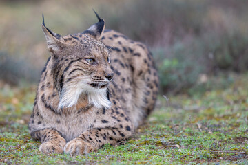 Fototapeta premium Iberian lynx in green vegetation