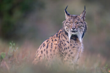 Iberian lynx in green vegetation