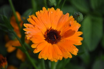 Radiant Calendula Flowers in Bloom
