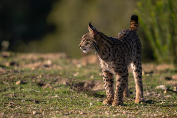 Iberian lynx