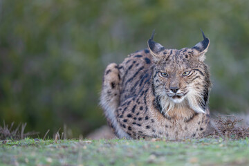 Fototapeta premium Iberian lynx
