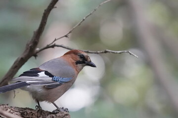 枝に止まるミヤマカケス