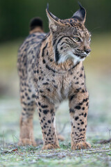 Iberian lynx close up portrait