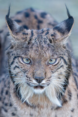 Iberian lynx close up portrait