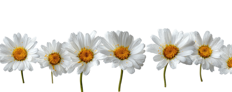 A horizontal row of white daisy flowers with yellow centers, against a black background