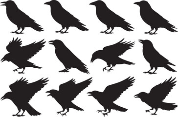 Fototapeta premium Collection of silhouette raven bird poses in various flying and perching positions