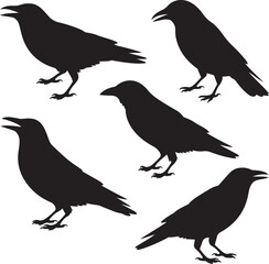 Five silhouette ravens perched and standing against white background