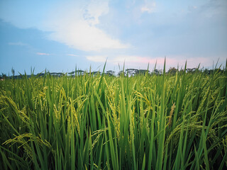 Organic rice farm ready to harvest at evening days. Beautiful scenery landscape photography.