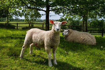 A ewe and her lamb in a field near Saddington, Leicestershire, England, UK