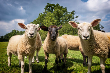 Obraz premium cute, inquisitive lambs peering into the camera in a field in Leicestershire