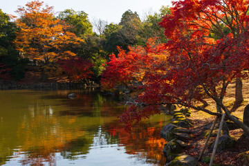 Fototapeta premium 日本の風景・秋 奈良公園の紅葉 鷺池