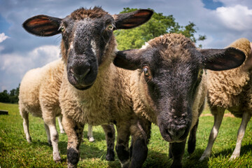cute, inquisitive lambs peering into the camera in a field in Leicestershire