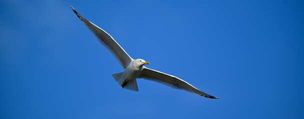 Steppenmöwe // Caspian gull (Larus cachinnans) - Donaudelta, Rumänien