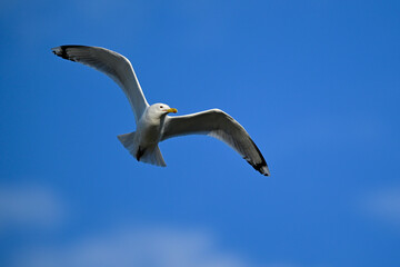 Caspian gull // Steppenmöwe (Larus cachinnans) - Danube Delta, Romania