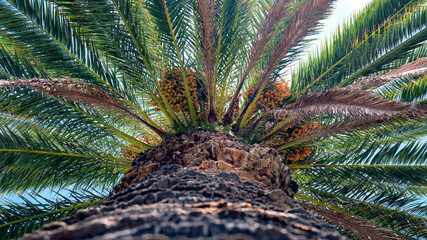 View of a tall palm tree with coconuts against a blue sky on a sunny day in a tropical area