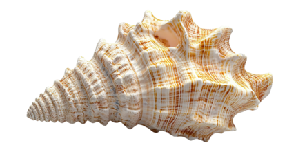 Seashells, transparent background