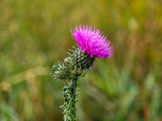 Spiky thistle plant with vibrant purple flower amidst green grass in a sunny field
