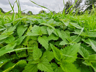 Lush green nettle plants growing abundantly in a rural field on a cloudy day