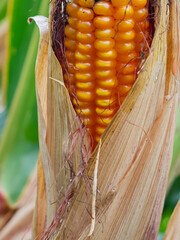Fresh corn cob showing bright yellow kernels in a field during harvest season