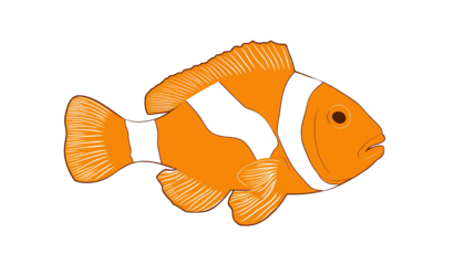 Clownfish on a transparent background Transparent