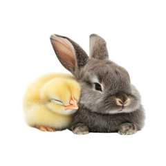 Obraz premium Cute adorable chick and bunny pets cuddling transparent PNG, isolated background. Easter Holiday animal friends