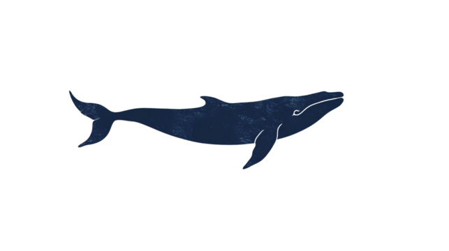 transparent background whale
