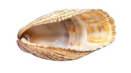 sea ​​shells transparent background