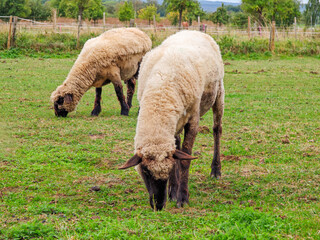 Sheep grazing peacefully in a green pasture during a sunny day in the countryside