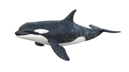 Fototapeta premium transparent background whale