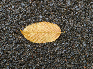 Golden leaf resting on wet asphalt during autumn, showcasing nature's beauty in a quiet moment