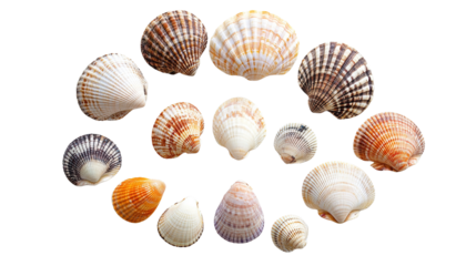 sea ​​shells transparent background